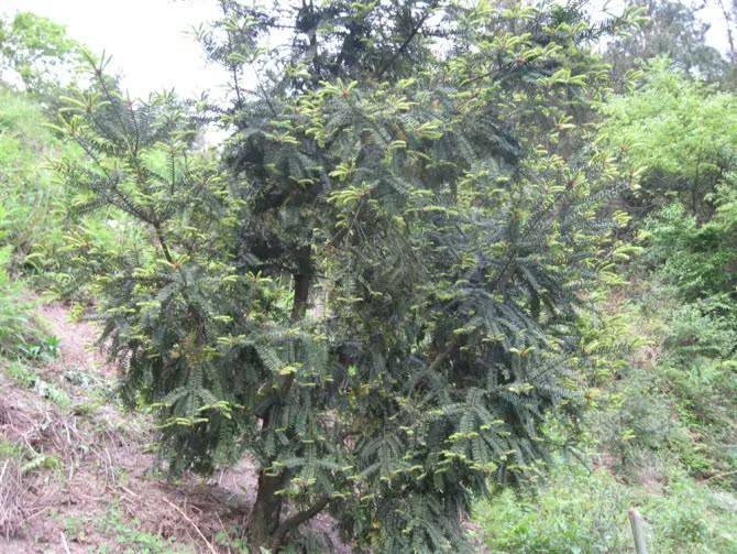 香榧树 嫁接香榧苗 大树苗 树龄20年 树粗8到10cm 可产果20斤
